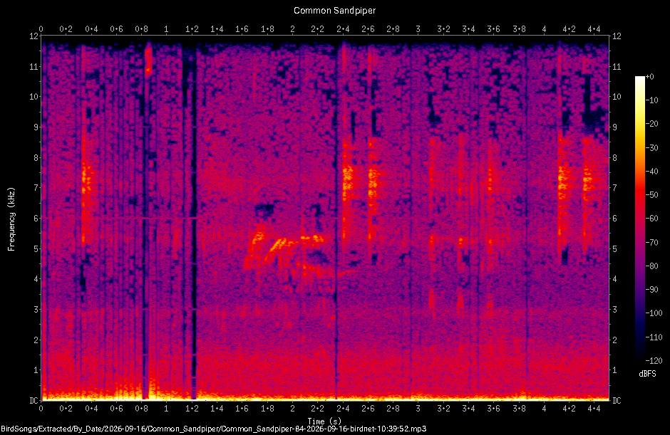 Spectrogram of a Common Sandpiper recorded at 10:39:52