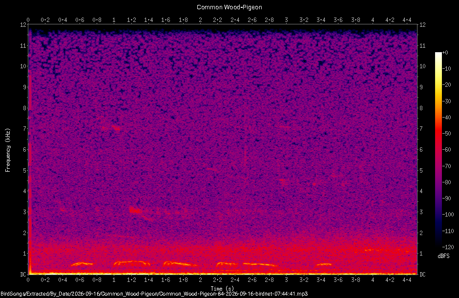 Spectrogram of a Common Wood-Pigeon recorded at 07:44:41