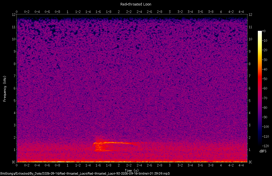 Spectrogram of a Red-throated Loon recorded at 01:29:09