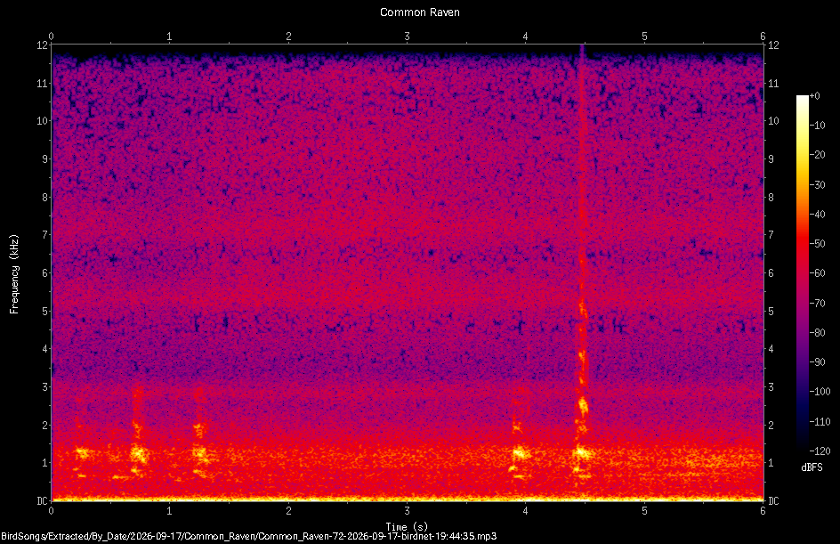 Spectrogram of a Common Raven recorded at 19:44:35