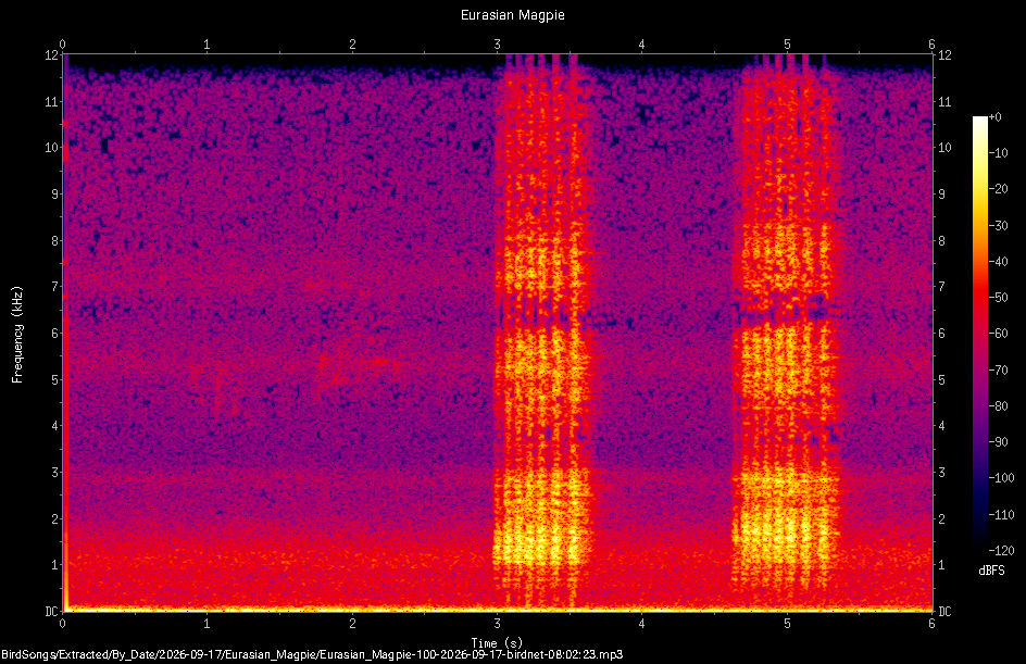 Spectrogram of a Eurasian Magpie recorded at 08:02:23