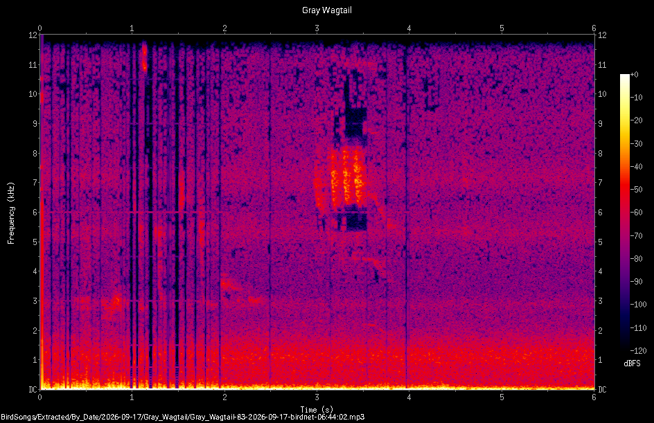 Spectrogram of a Gray Wagtail recorded at 06:44:02