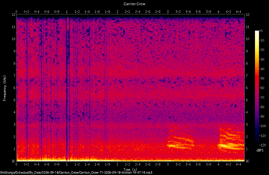 Spectrogram of a Carrion Crow recorded at 19:47:18
