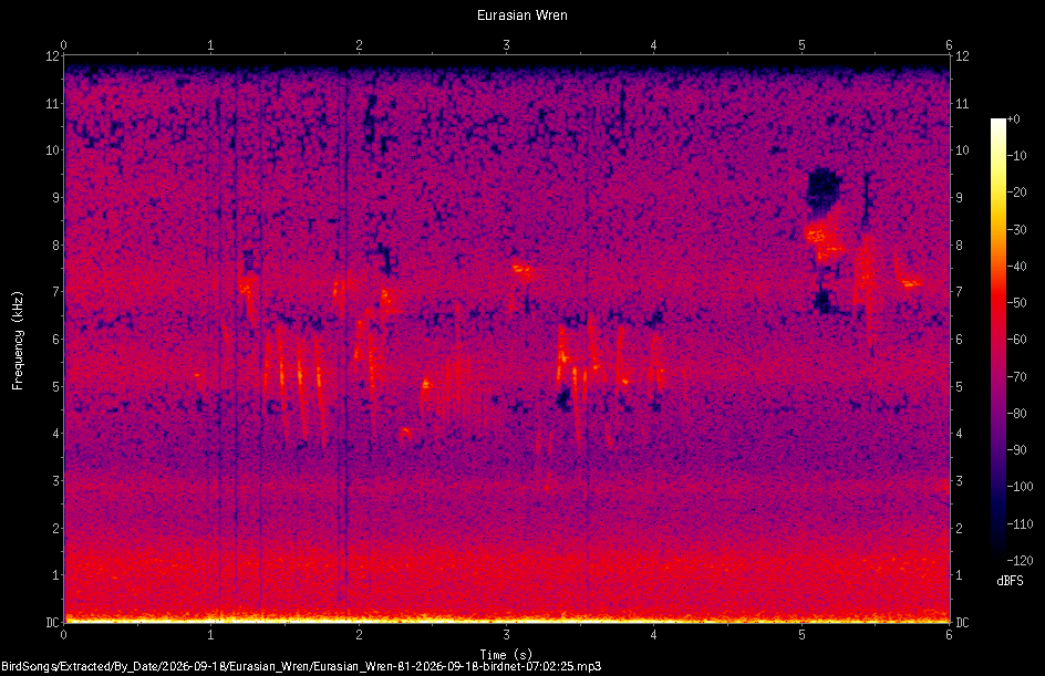Spectrogram of a Eurasian Wren recorded at 07:02:25