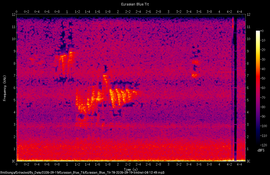 Spectrogram of a Eurasian Blue Tit recorded at 08:12:49