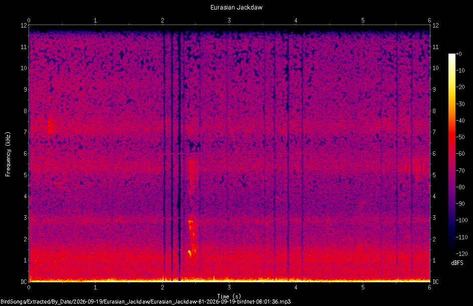 Spectrogram of a Eurasian Jackdaw recorded at 08:01:36
