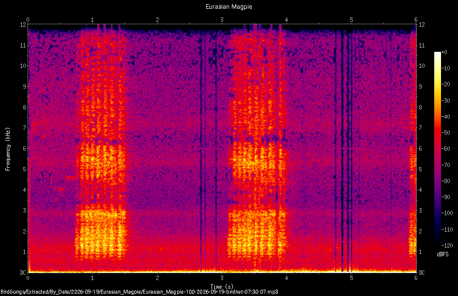 Spectrogram of a Eurasian Magpie recorded at 07:30:07