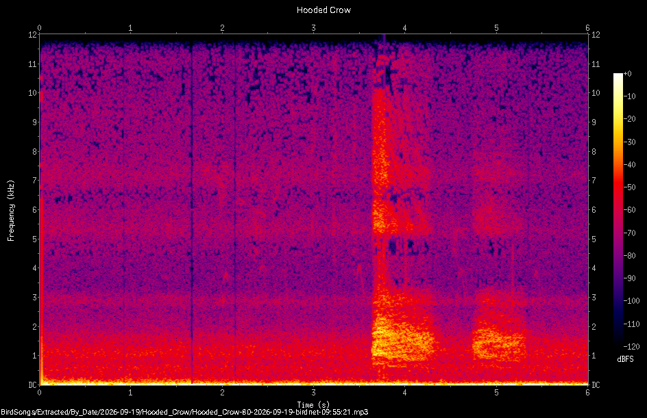 Spectrogram of a Hooded Crow recorded at 09:55:21