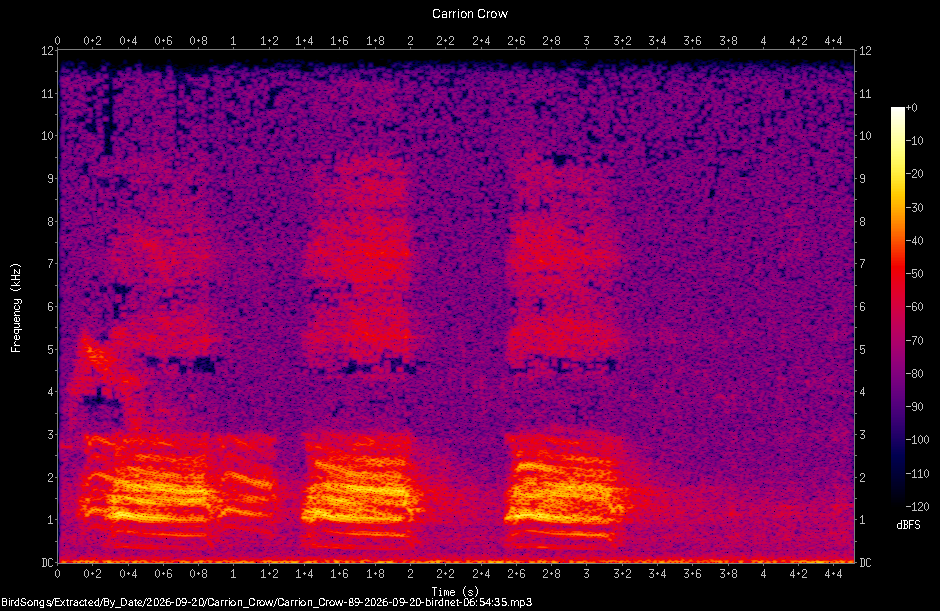 Spectrogram of a Carrion Crow recorded at 06:54:35
