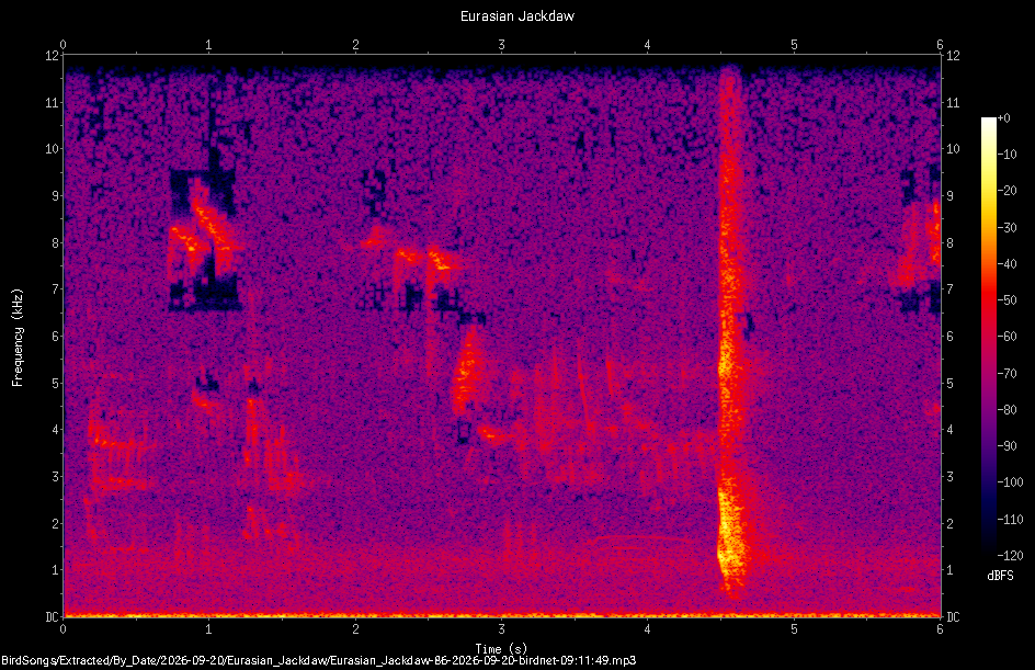 Spectrogram of a Eurasian Jackdaw recorded at 09:11:49