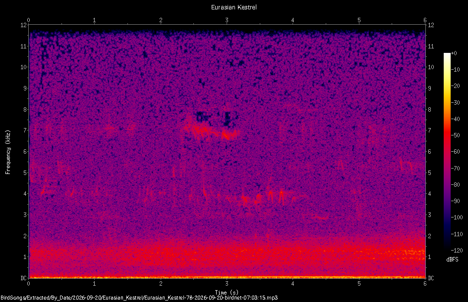 Spectrogram of a Eurasian Kestrel recorded at 07:03:15