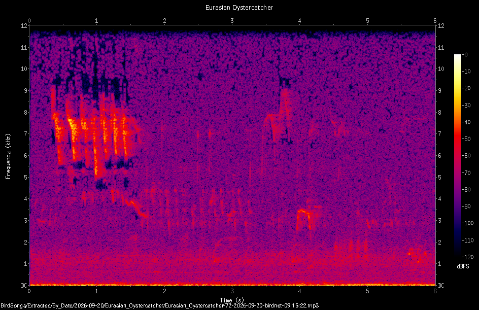 Spectrogram of a Eurasian Oystercatcher recorded at 09:15:22