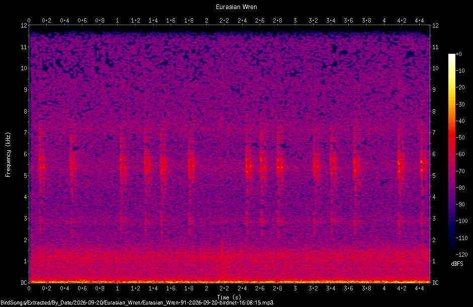 Spectrogram of a Eurasian Wren recorded at 16:08:15