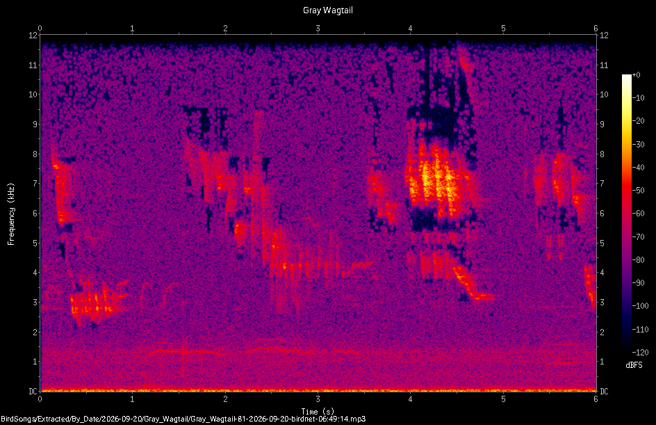 Spectrogram of a Gray Wagtail recorded at 06:49:14