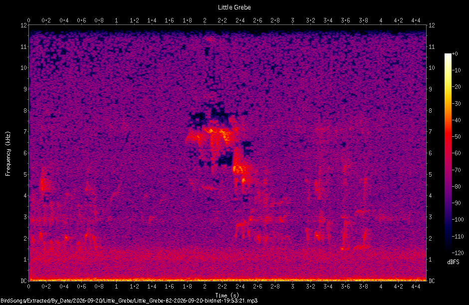 Spectrogram of a Little Grebe recorded at 19:53:21