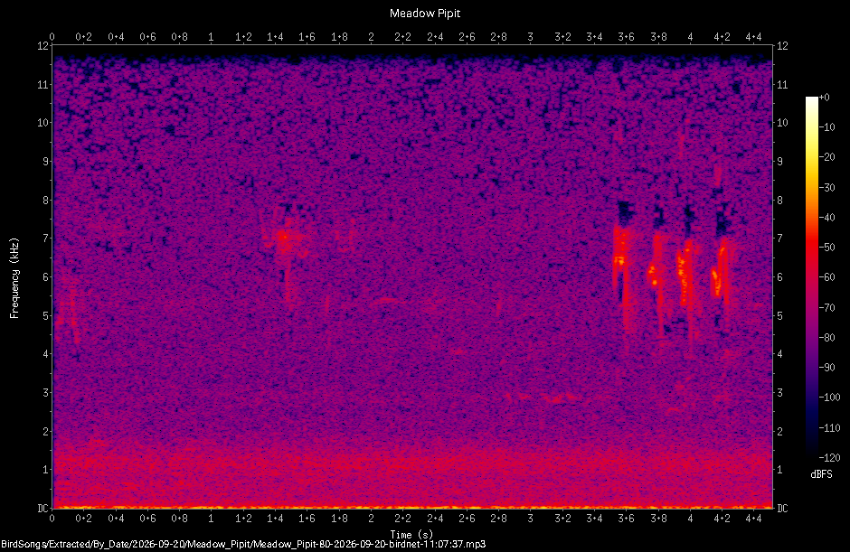 Spectrogram of a Meadow Pipit recorded at 11:07:37