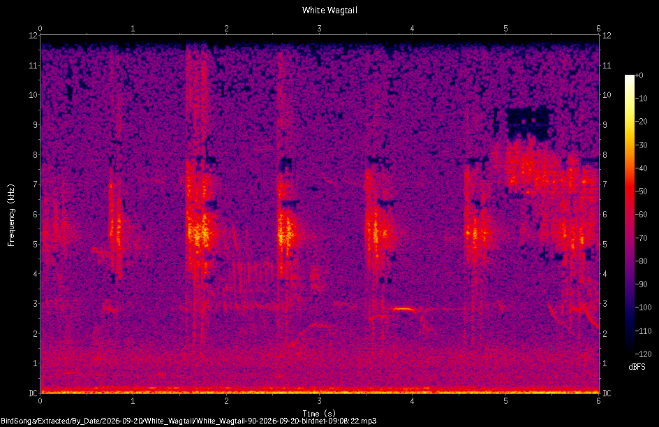 Spectrogram of a White Wagtail recorded at 09:08:22