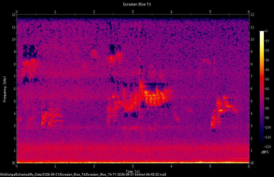 Spectrogram of a Eurasian Blue Tit recorded at 06:43:02
