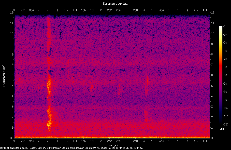 Spectrogram of a Eurasian Jackdaw recorded at 08:25:19