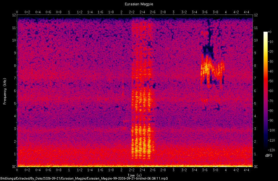 Spectrogram of a Eurasian Magpie recorded at 06:38:11