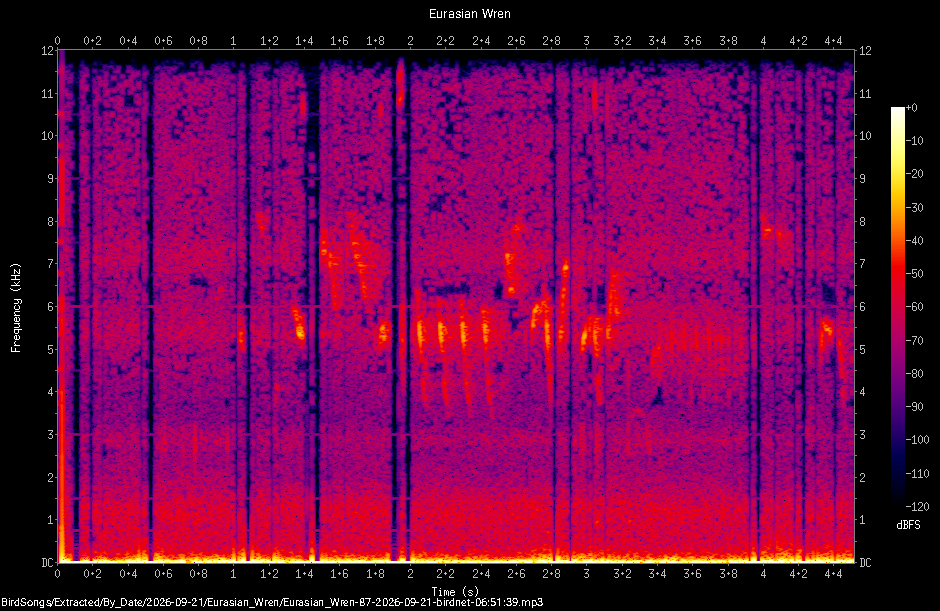 Spectrogram of a Eurasian Wren recorded at 06:51:39