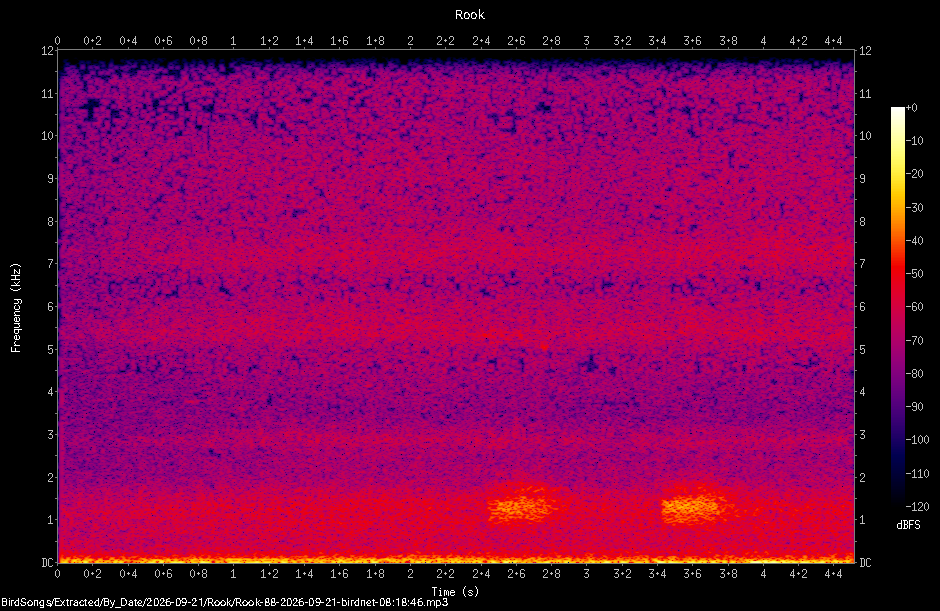 Spectrogram of a Rook recorded at 08:18:46