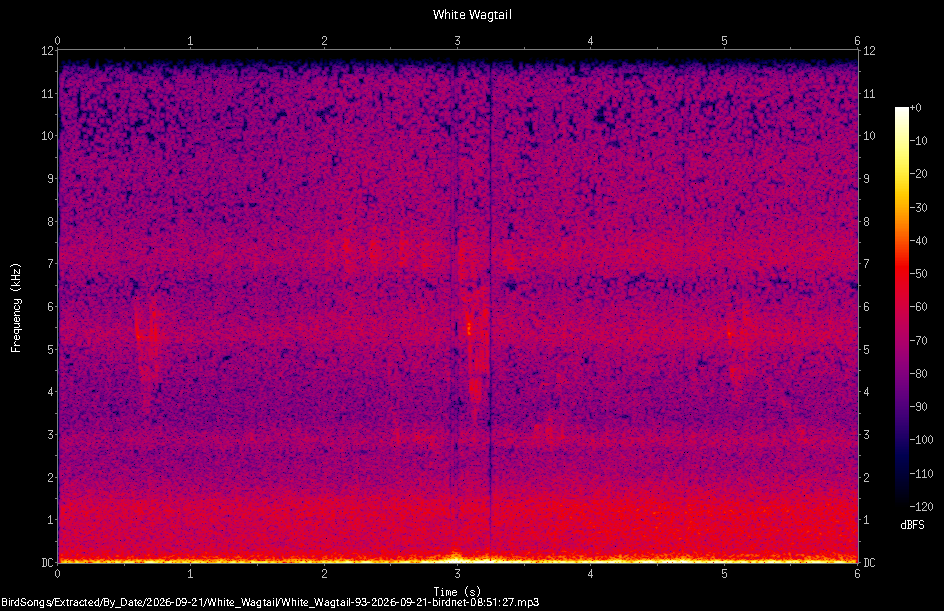 Spectrogram of a White Wagtail recorded at 08:51:27