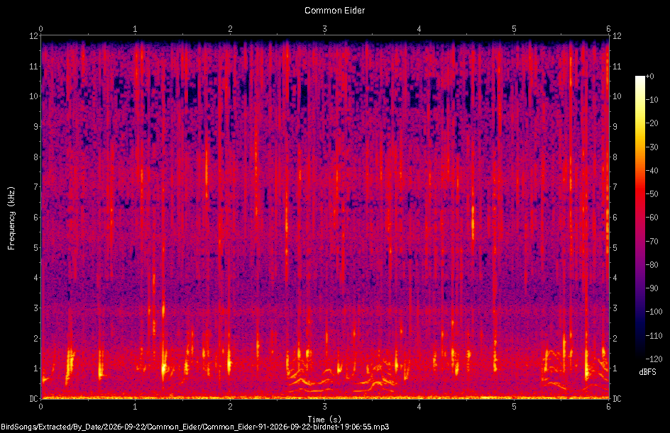 Spectrogram of a Common Eider recorded at 19:06:55