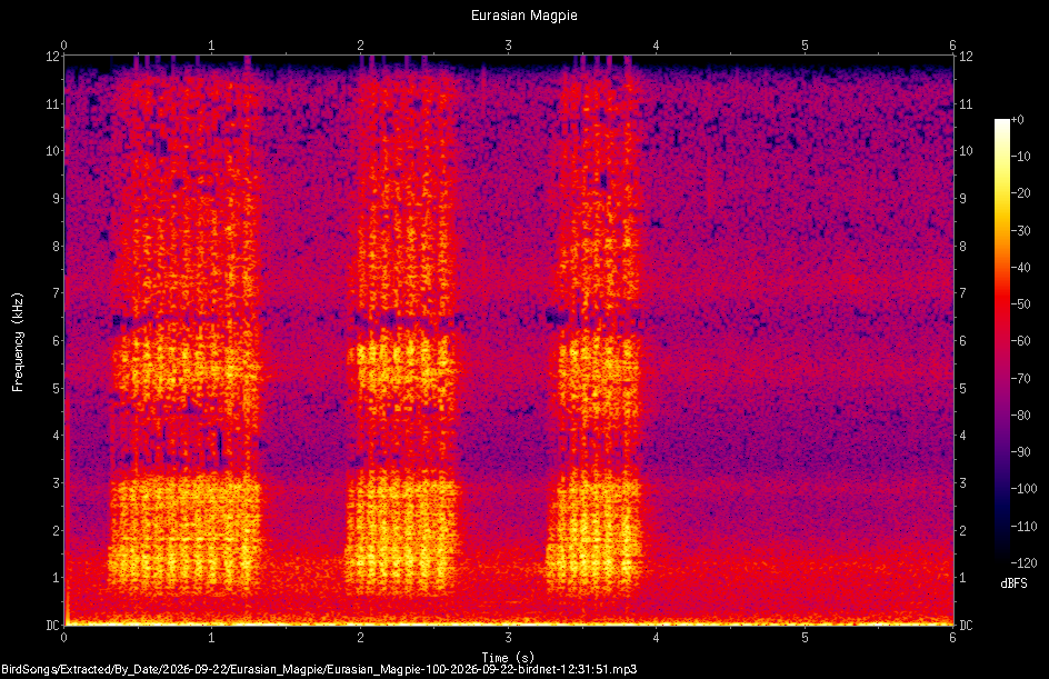 Spectrogram of a Eurasian Magpie recorded at 12:31:51