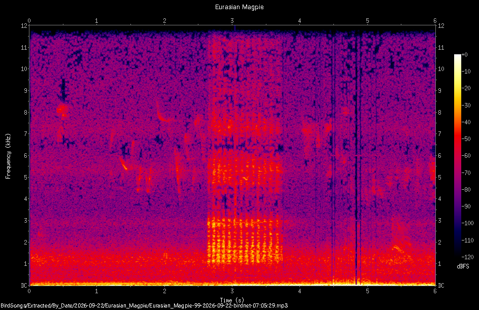Spectrogram of a Eurasian Magpie recorded at 07:05:29