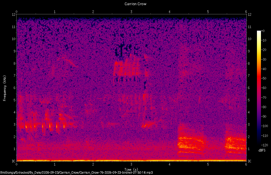 Spectrogram of a Carrion Crow recorded at 07:50:18
