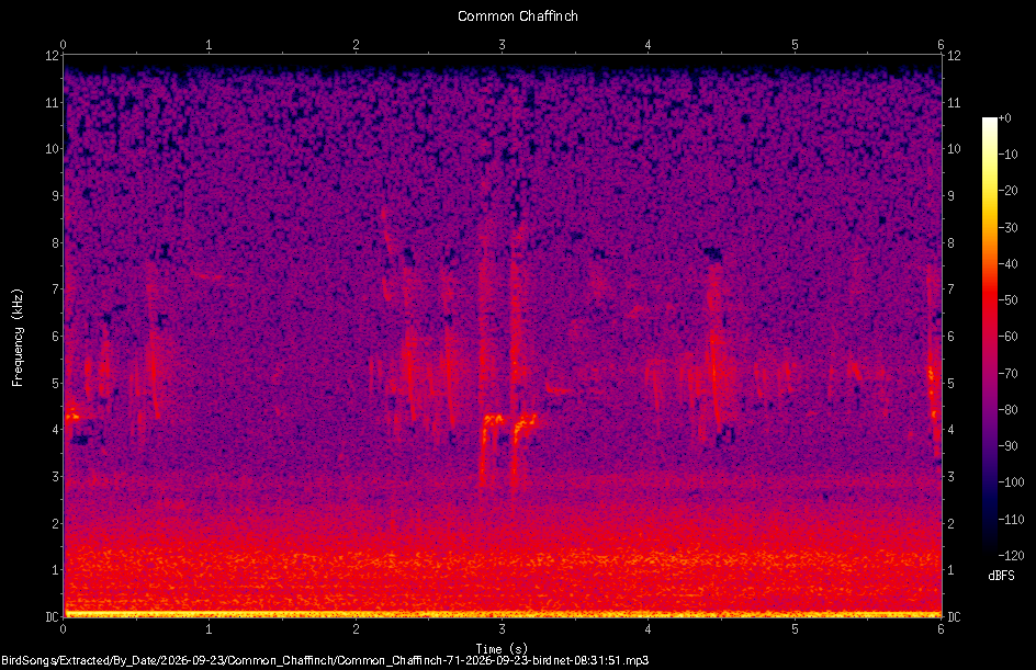Spectrogram of a Common Chaffinch recorded at 08:31:51