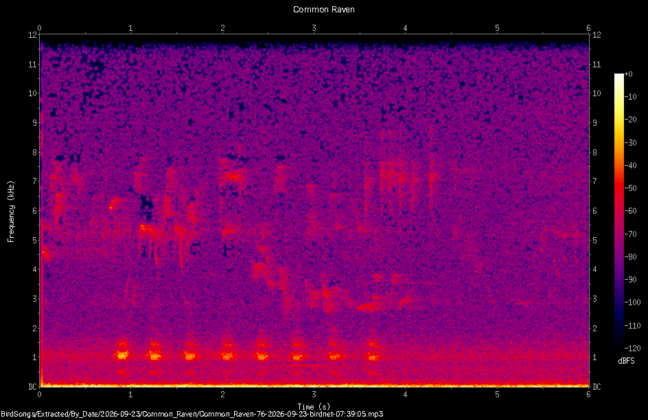 Spectrogram of a Common Raven recorded at 07:39:05