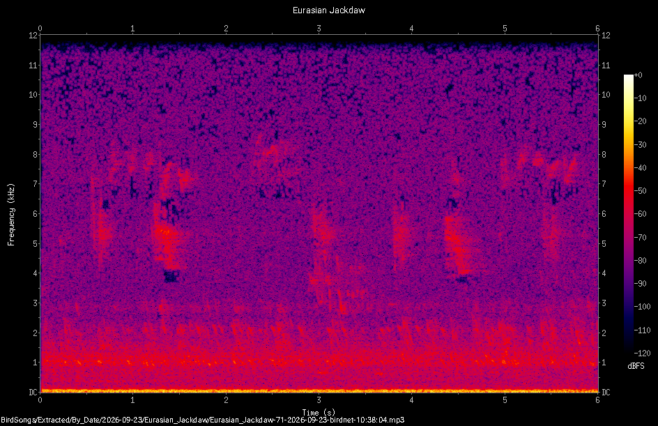 Spectrogram of a Eurasian Jackdaw recorded at 10:38:04