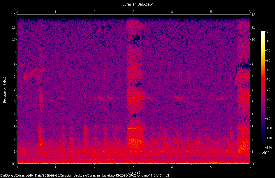 Spectrogram of a Eurasian Jackdaw recorded at 11:51:13