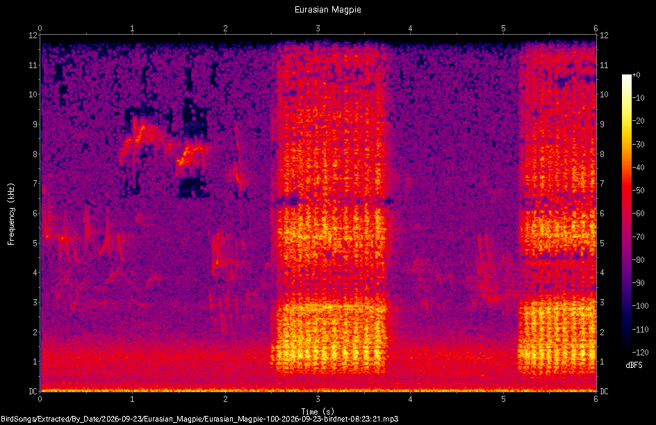 Spectrogram of a Eurasian Magpie recorded at 08:23:21