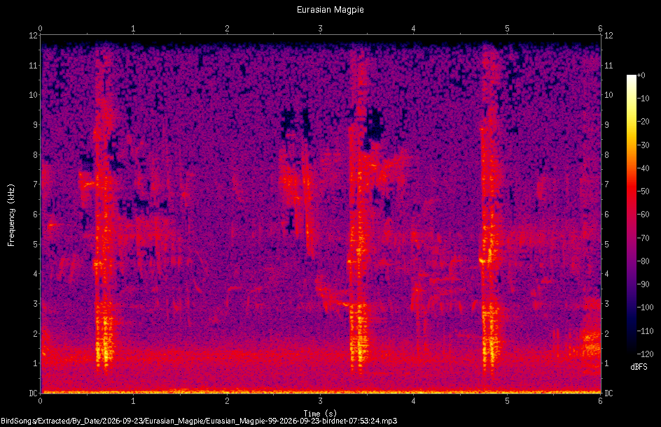 Spectrogram of a Eurasian Magpie recorded at 07:53:24