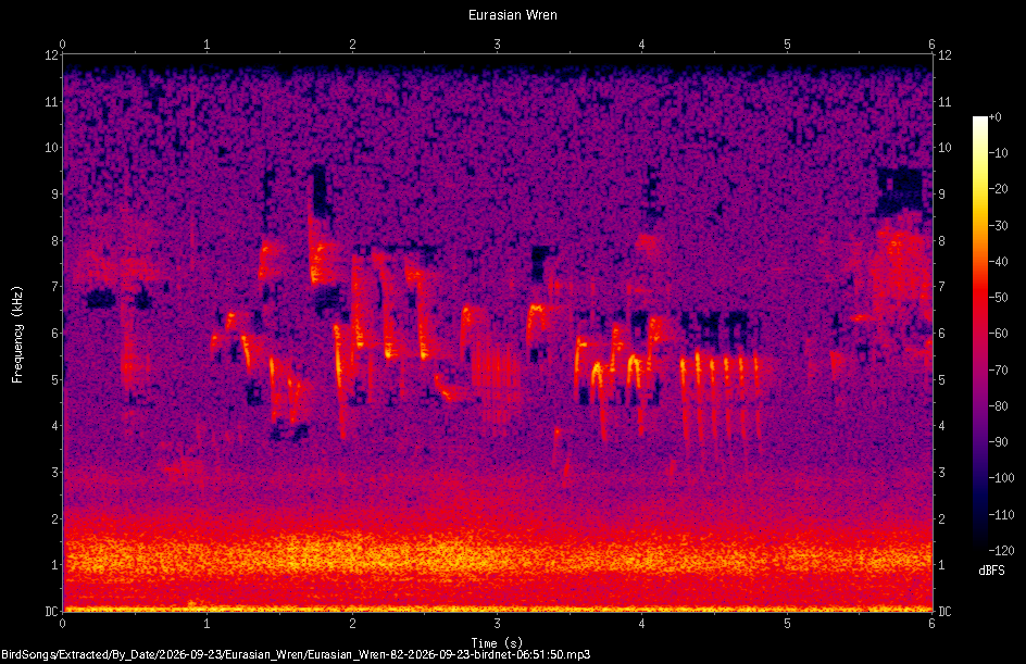 Spectrogram of a Eurasian Wren recorded at 06:51:50