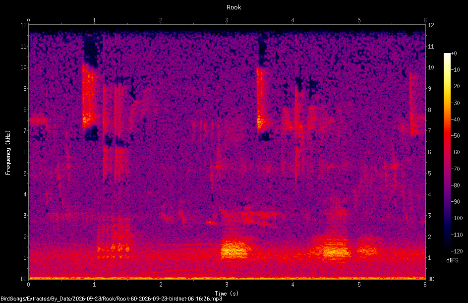 Spectrogram of a Rook recorded at 08:16:26