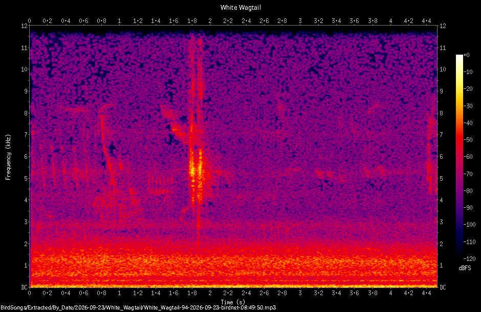 Spectrogram of a White Wagtail recorded at 08:49:50
