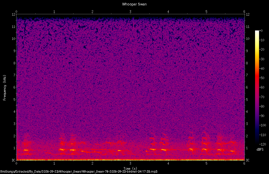 Spectrogram of a Whooper Swan recorded at 04:17:35