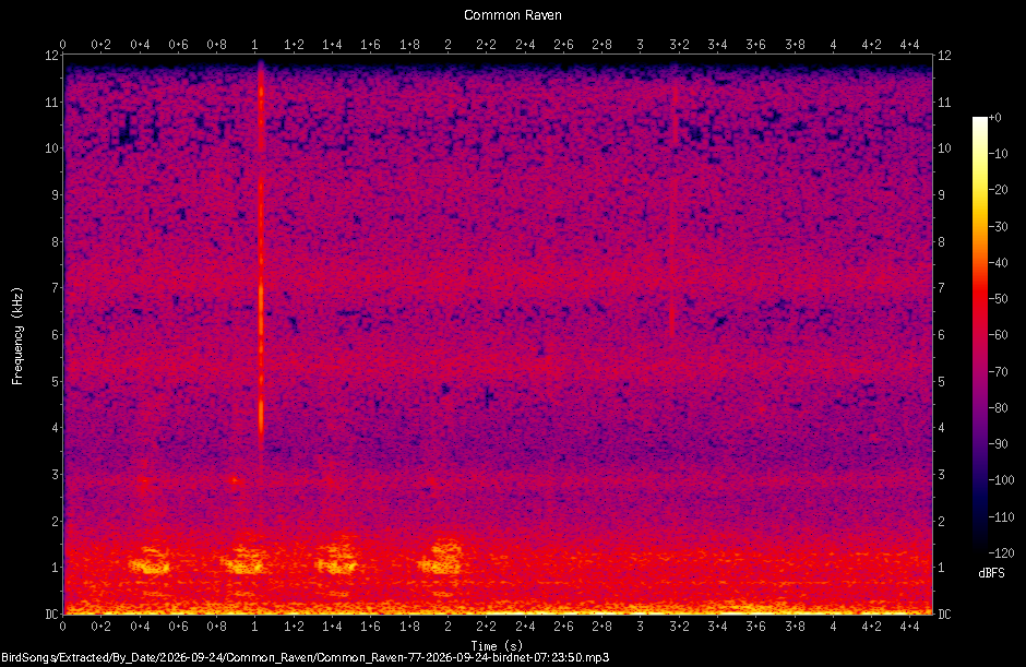 Spectrogram of a Common Raven recorded at 07:23:50