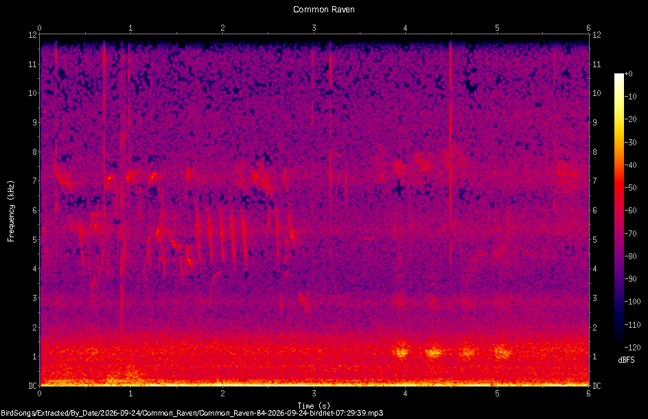 Spectrogram of a Common Raven recorded at 07:29:39