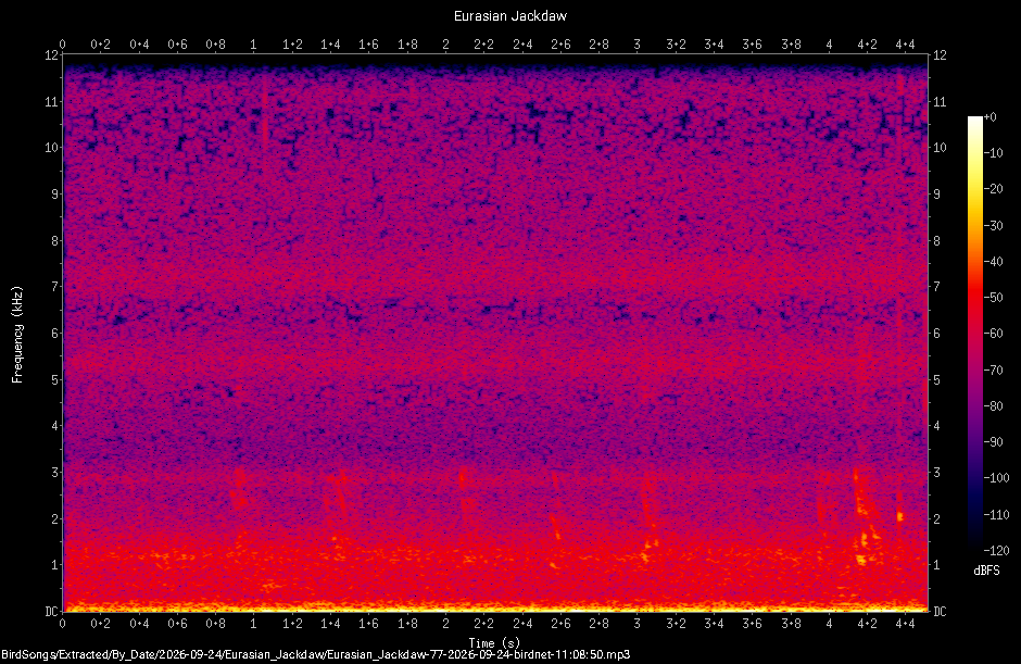 Spectrogram of a Eurasian Jackdaw recorded at 11:08:50