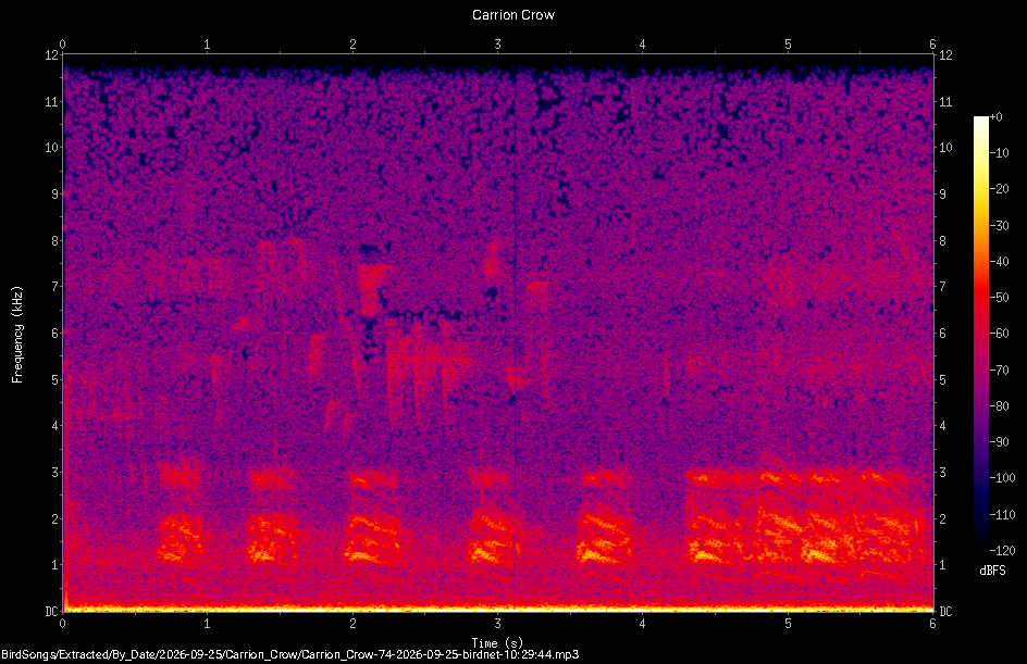 Spectrogram of a Carrion Crow recorded at 10:29:44
