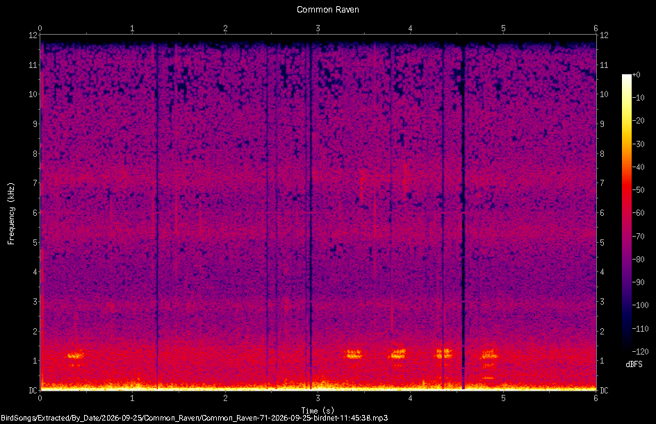 Spectrogram of a Common Raven recorded at 11:45:38