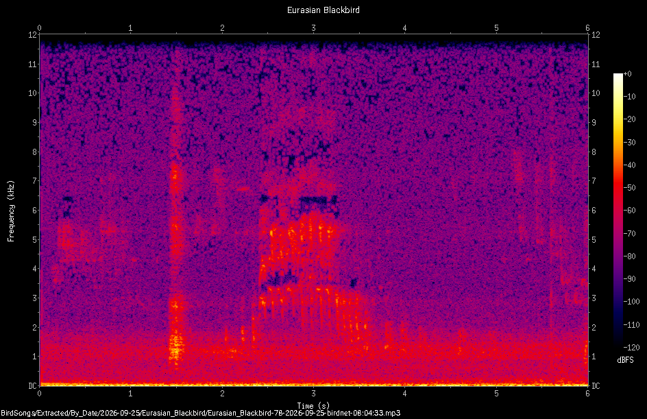 Spectrogram of a Eurasian Blackbird recorded at 08:04:33