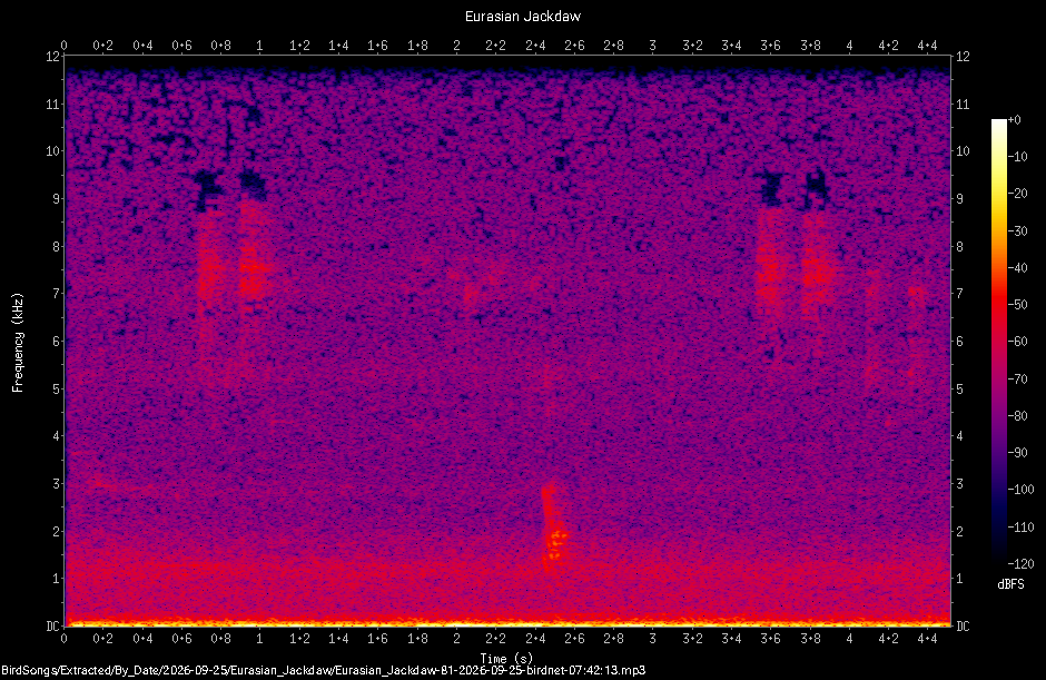 Spectrogram of a Eurasian Jackdaw recorded at 07:42:13