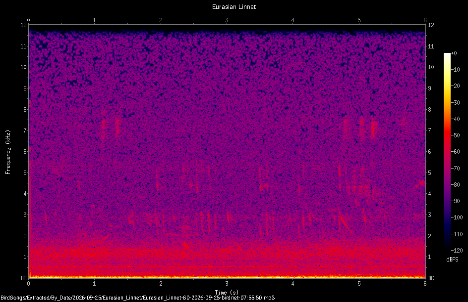 Spectrogram of a Eurasian Linnet recorded at 07:55:50