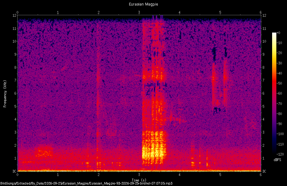 Spectrogram of a Eurasian Magpie recorded at 07:07:05